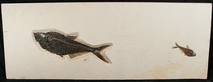 & Diplomystus Fish Fossils - Wyoming #18058